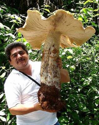mega houba