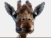 Žirafa.gif