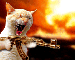 Střílející kočka.gif